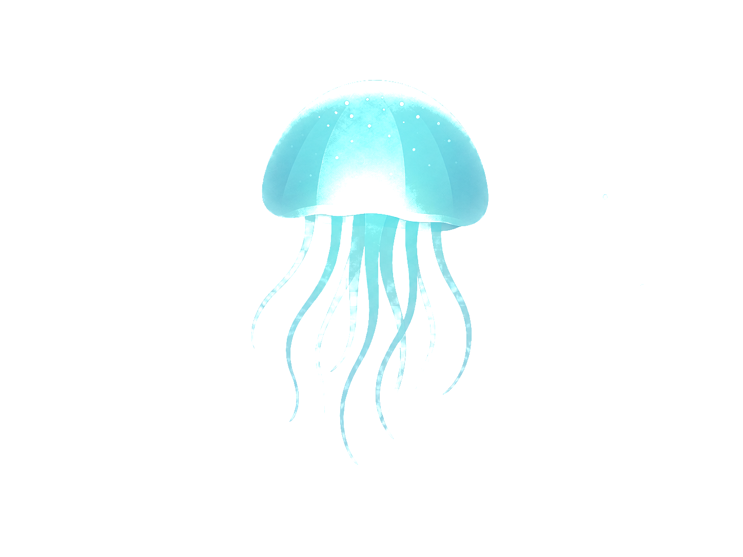 Jellyfish